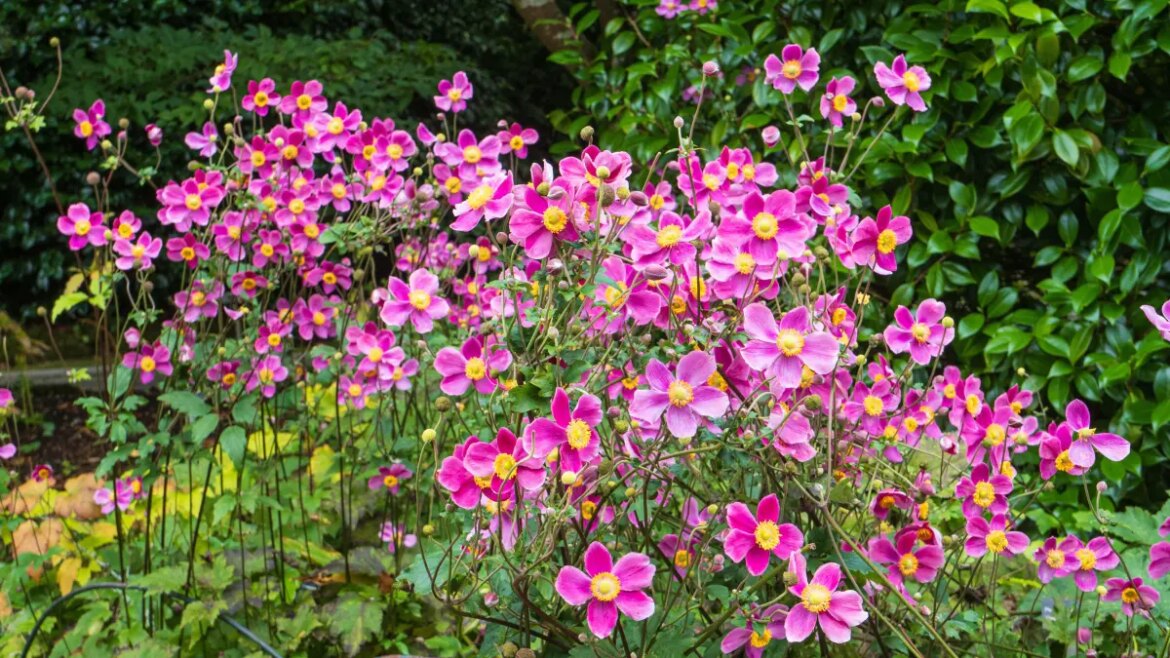Why I’ve given in to garden gatecrashers Why I’ve given in to garden gatecrashers
