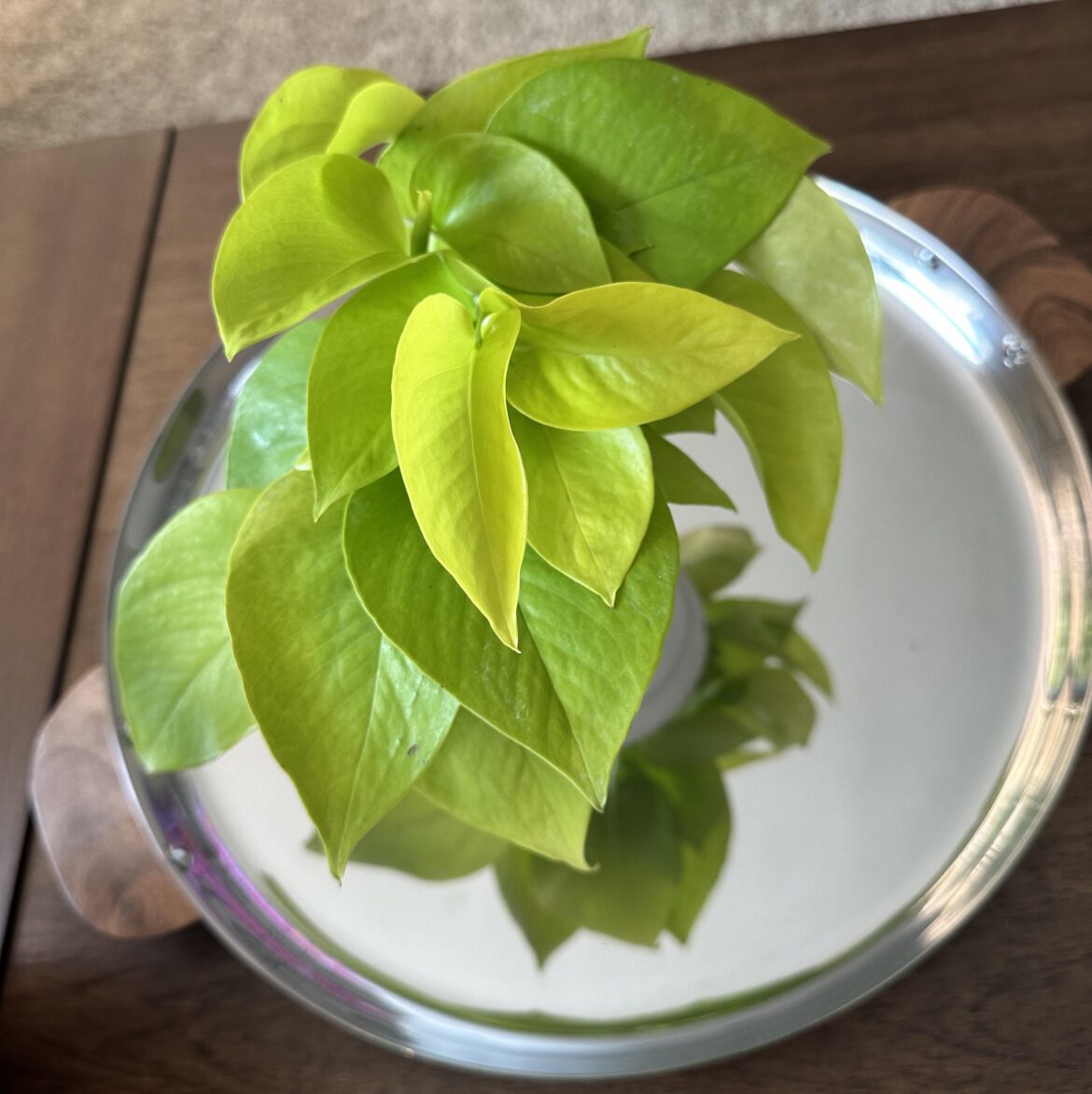 Finally found a Neon Baby!