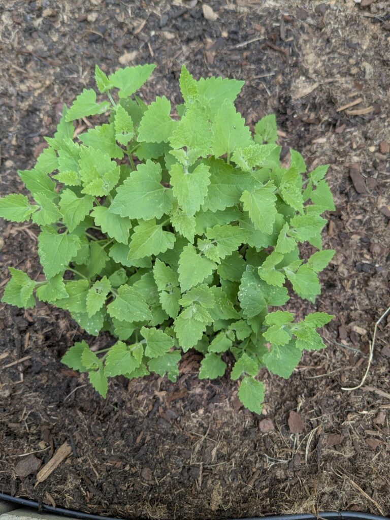 ID help please. Catnip? Lemon Balm? Something else?