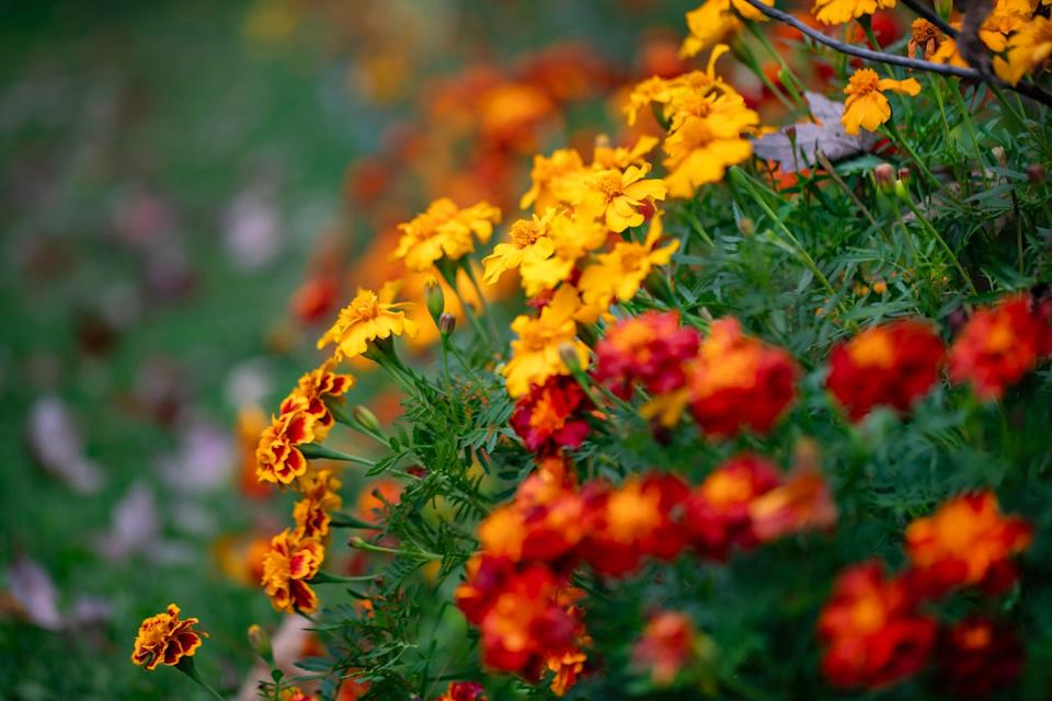 if you plant only one annual marigold