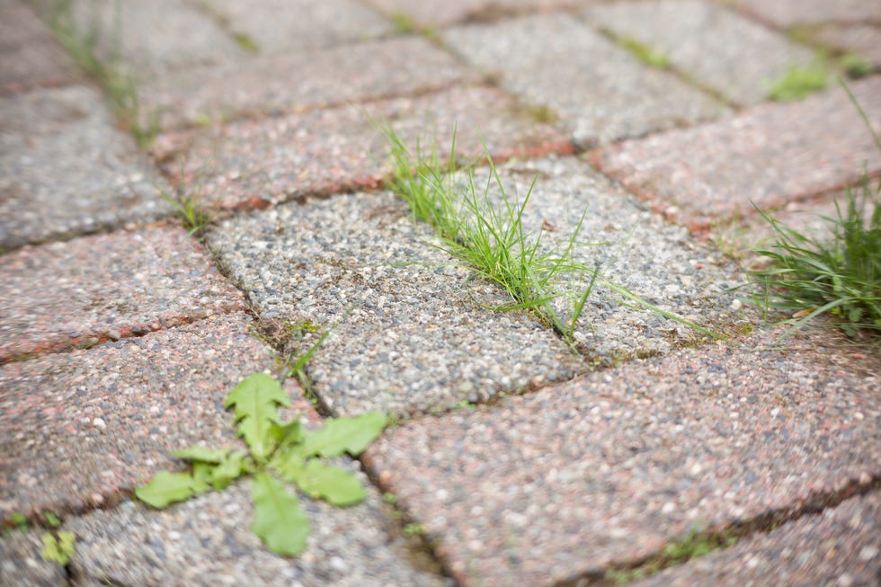 boiling water for weeds