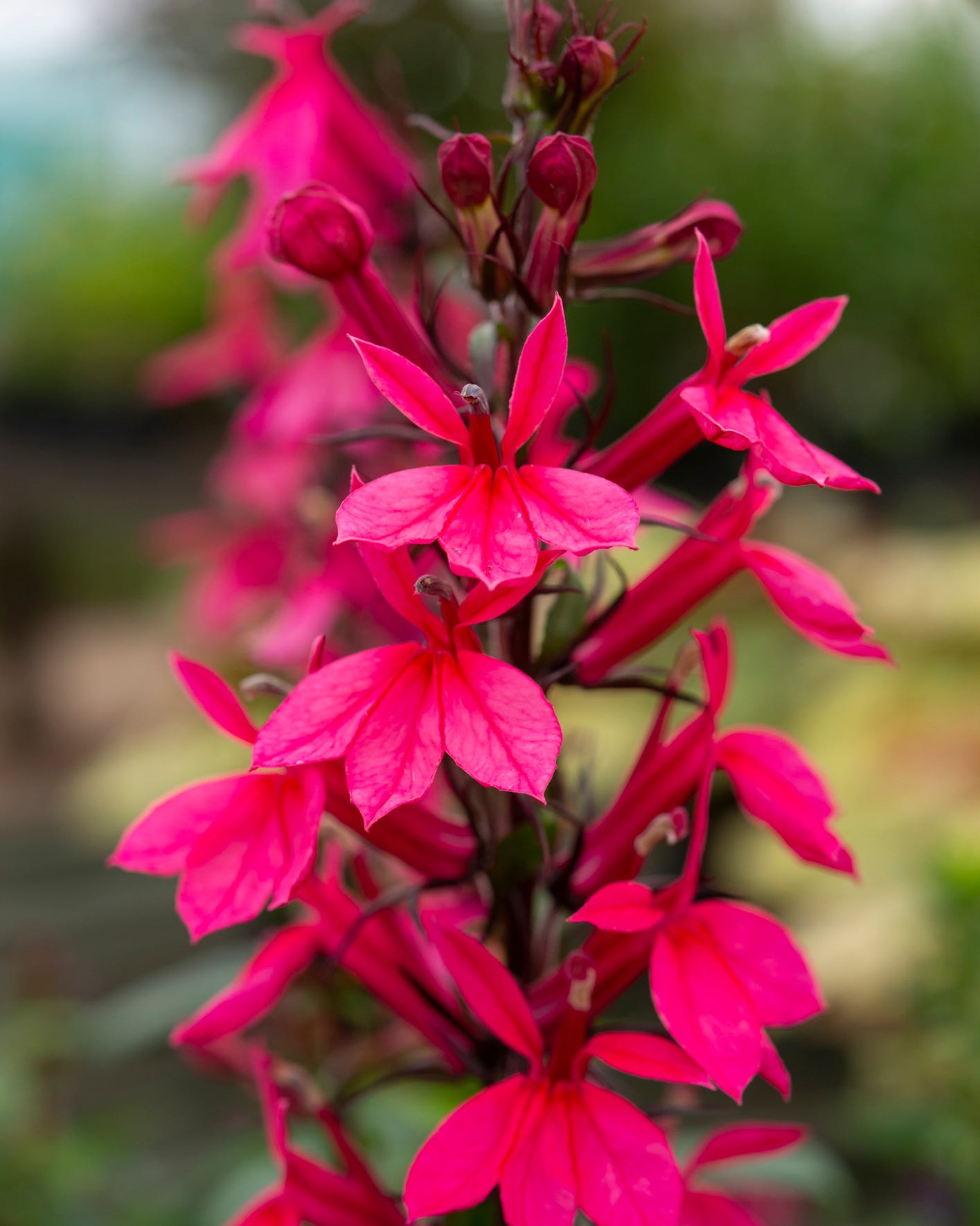 an upright perennial form of lobelia grown for its bright flowers in late summer