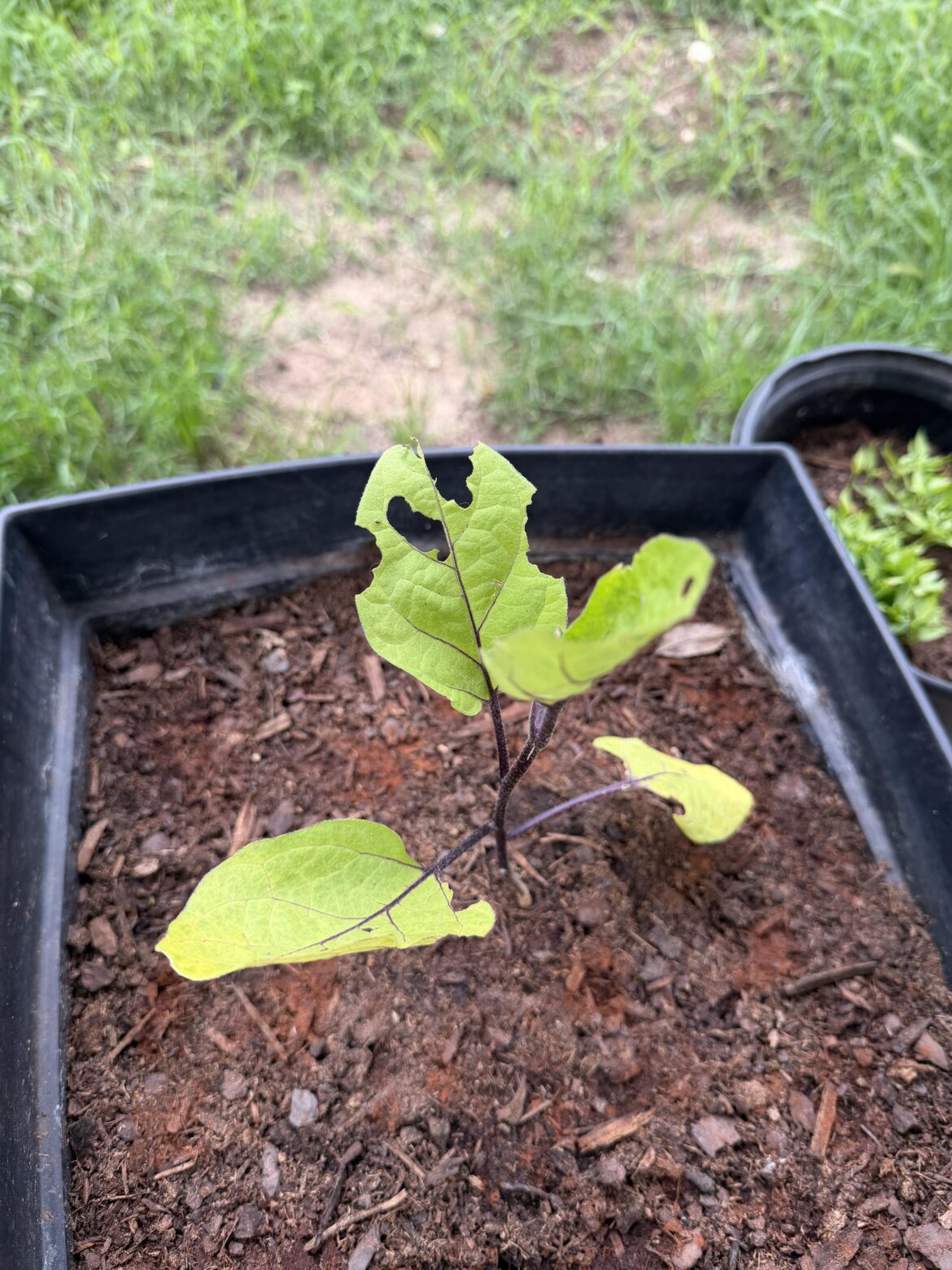 Eggplant help :(