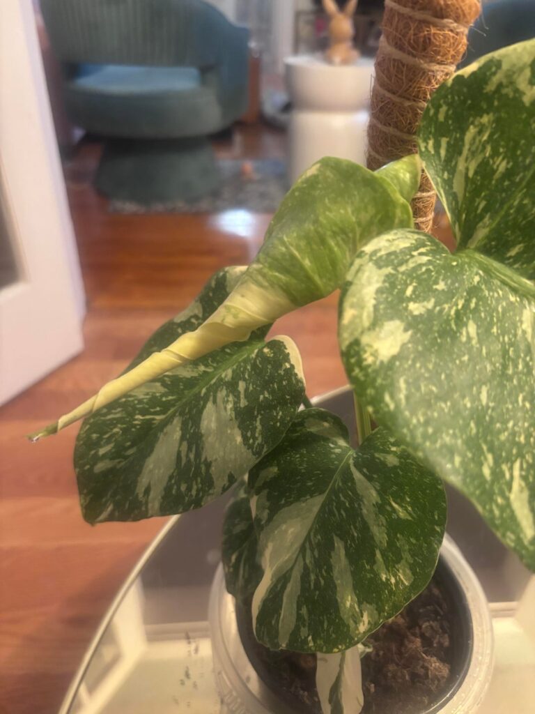 my first monstera and first leaf since I got her my first monstera and first leaf since I got her