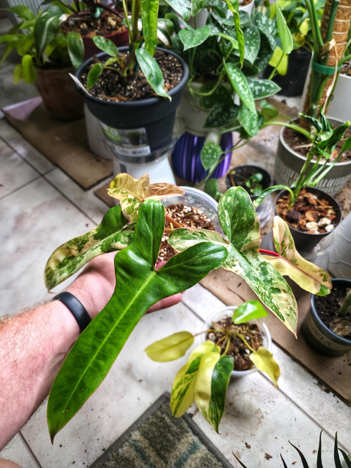 Philodendron Jennifer