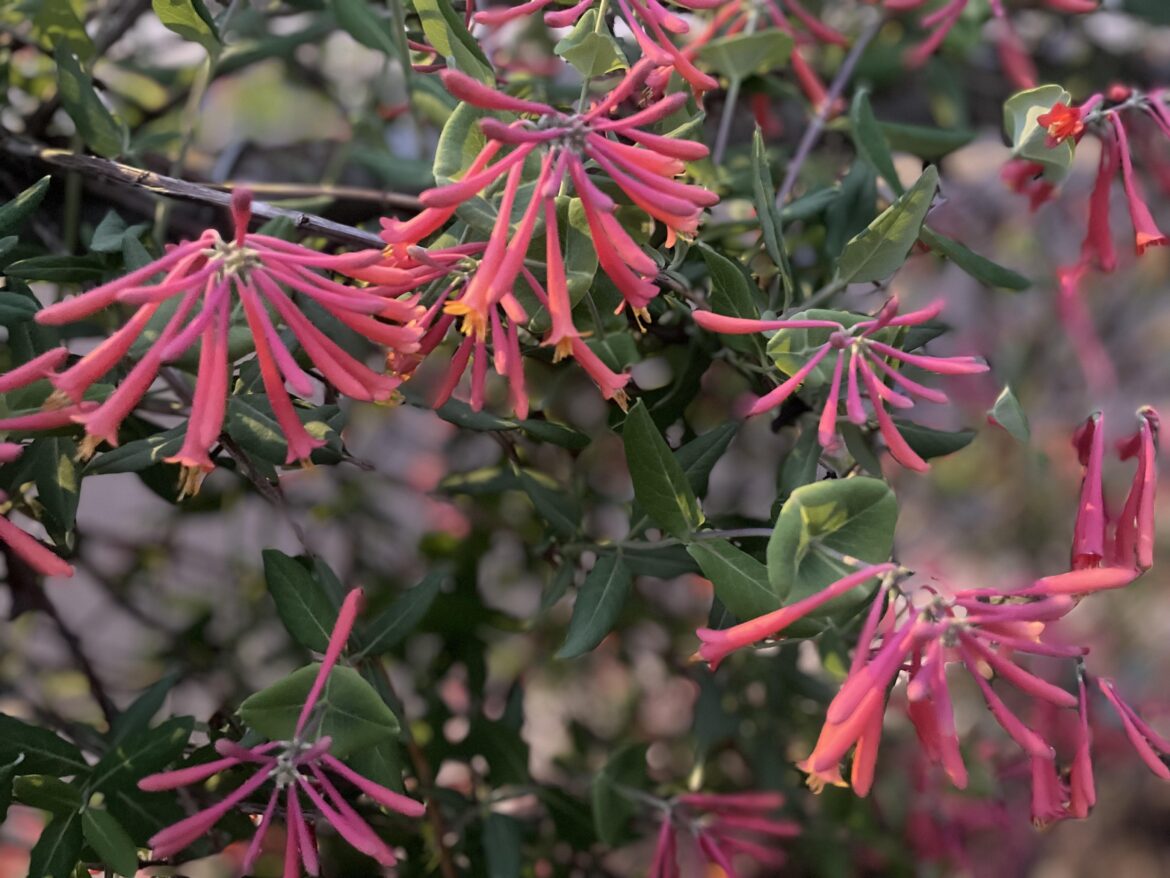 Native Plants: Coral Honeysuckles