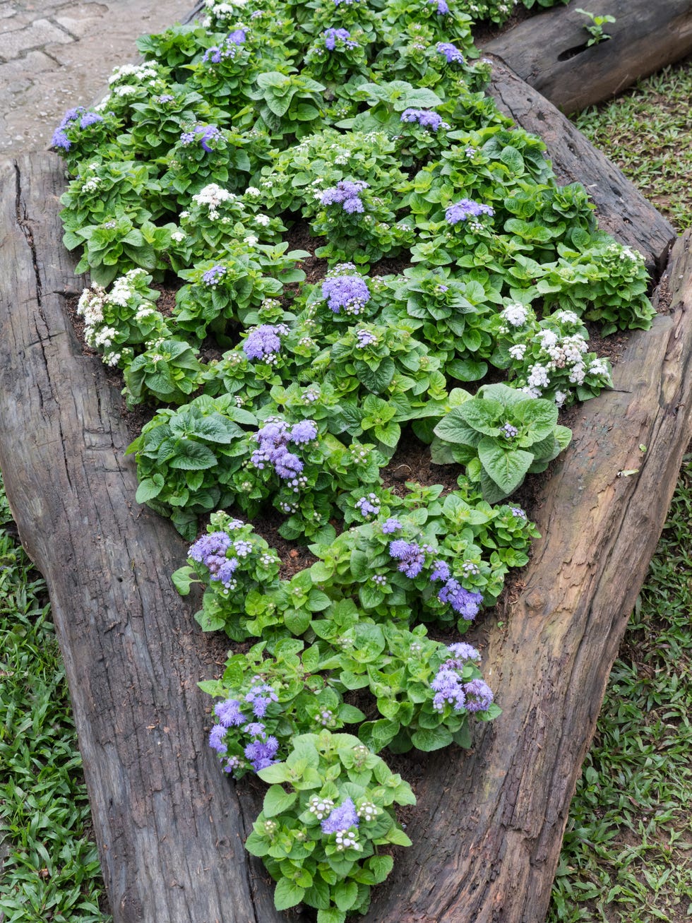 Blooming violet floral in the log tray.
