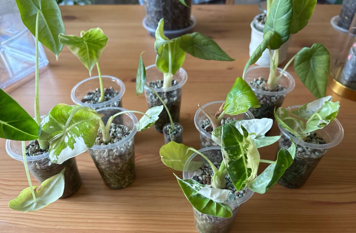 Help with semi hydro!