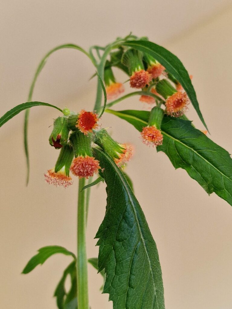My mystery plant finally flowered