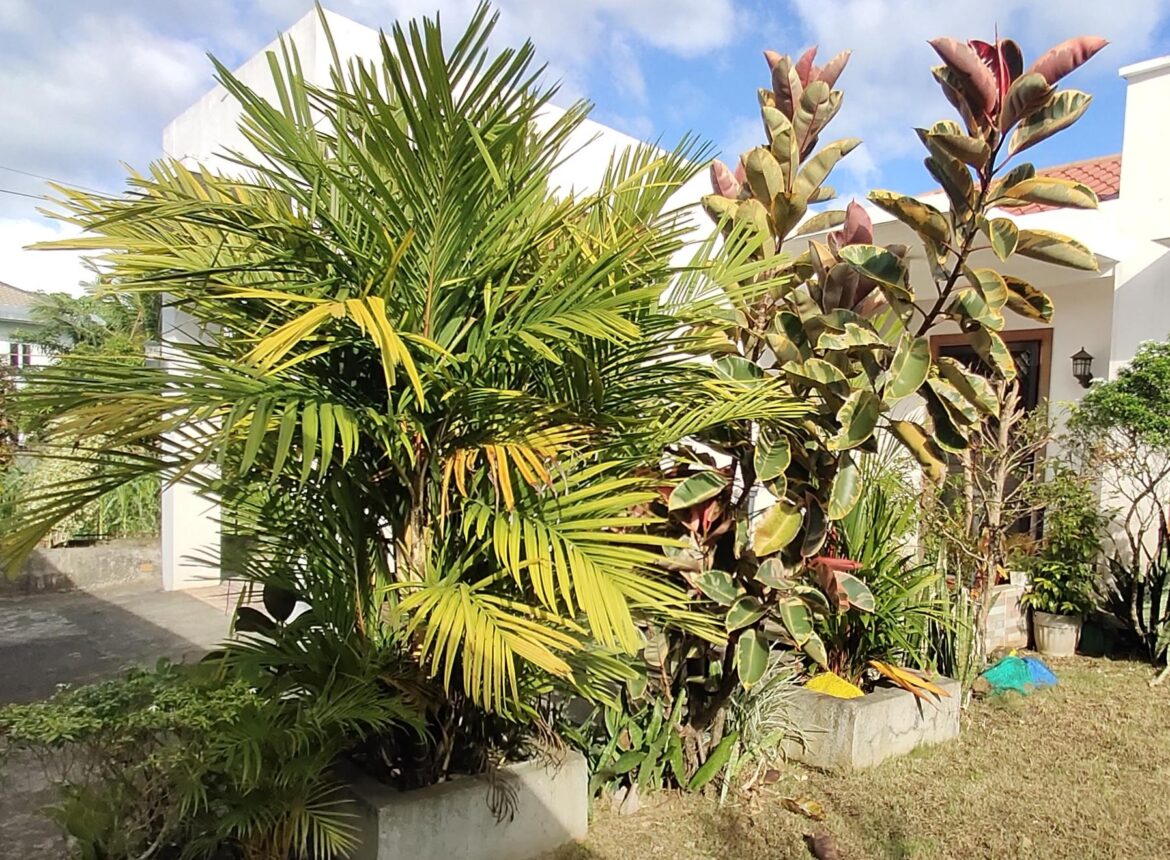 Lush plants because of daily dose of fertilizer