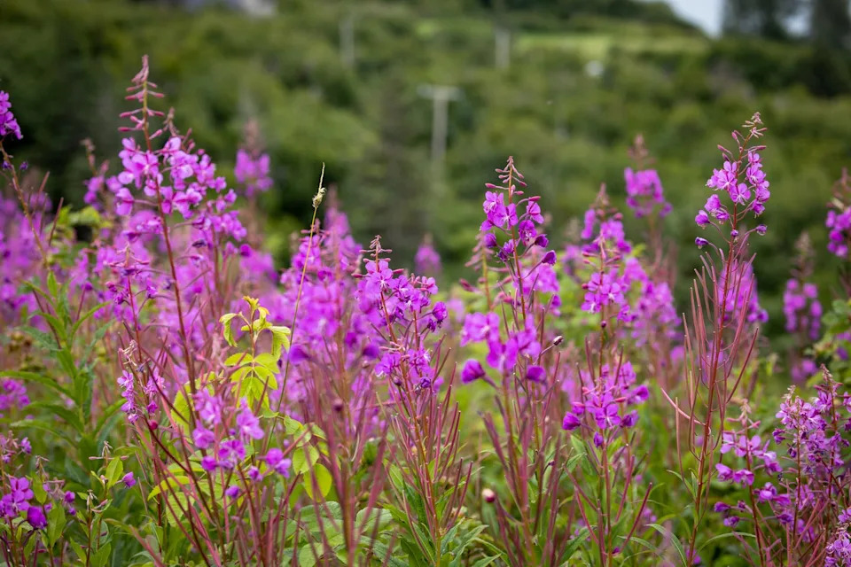 vibrant fireweed blooms