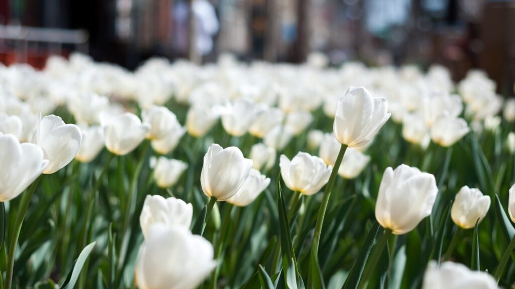 Tulip display at Denver Botanic Gardens absent until 2029