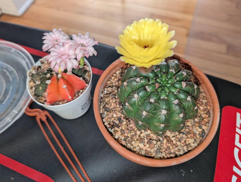 I just cross pollinate these two gymnos with a qtip