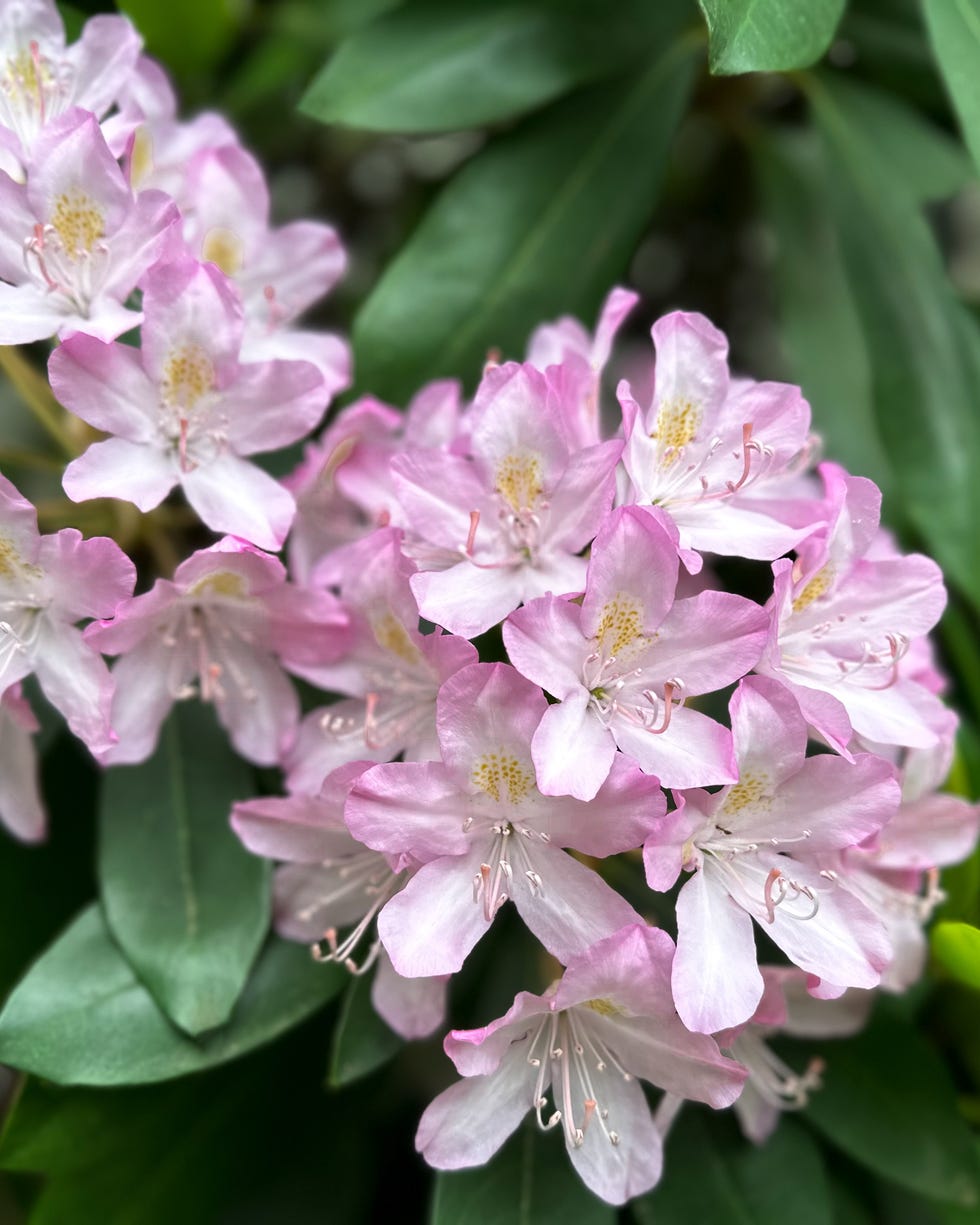 evergreen rhododendron bush