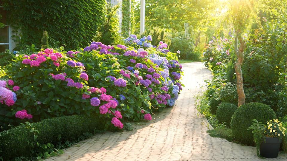Beautiful garden with hydrangeas. Aesthetic path near the house. Blue, pink hydrangea flowers are blooming in summer in town garden heads in the sunlight