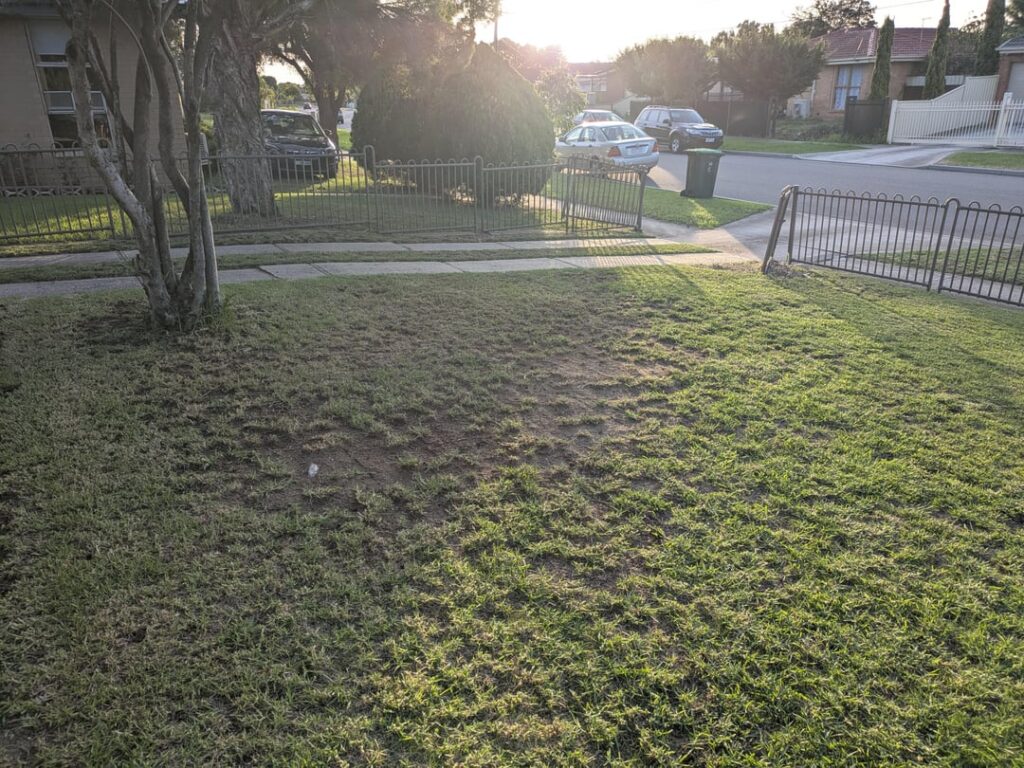 Dead patch of lawn under a tree Dead patch of lawn under a tree