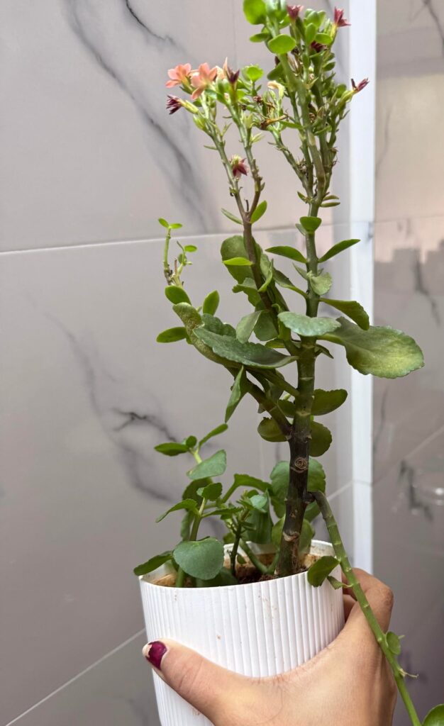 My Kalanchoe blossfeldiana died suddenly, what did I do wrong? My Kalanchoe blossfeldiana died suddenly, what did I do wrong?