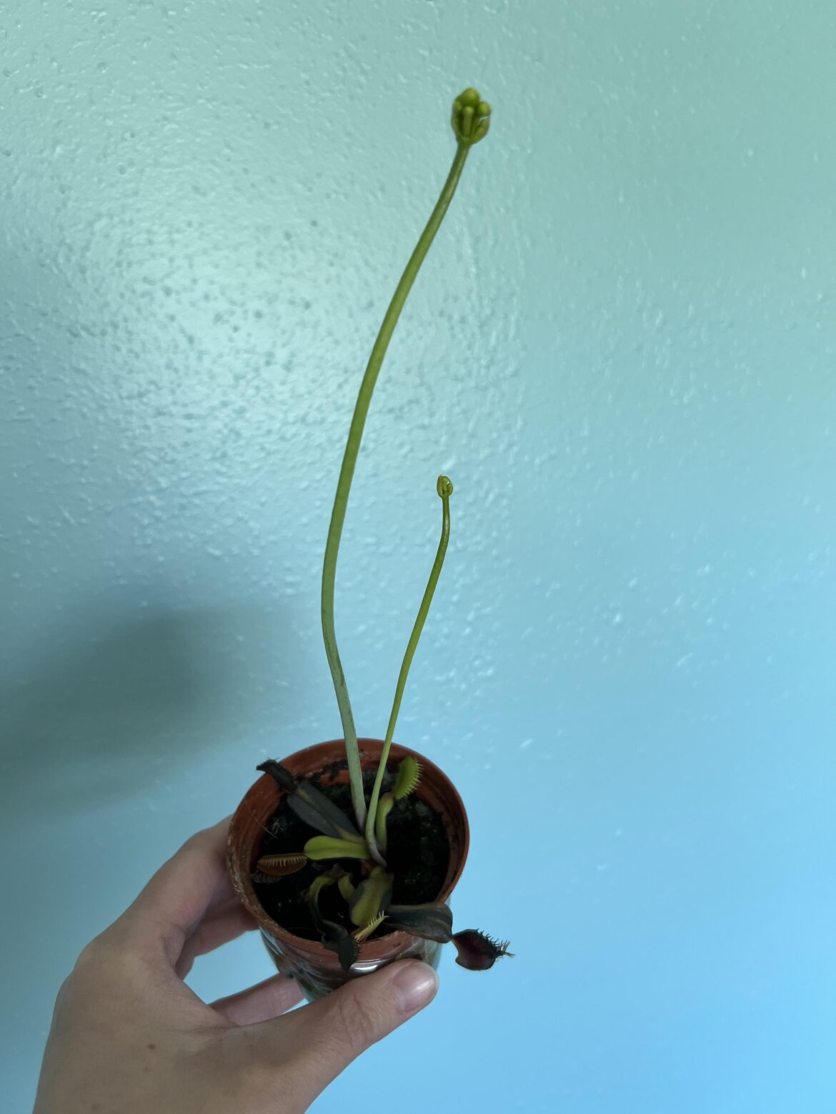 This guy came back from winter just wanting to put out flowers. Is it best to chop them?