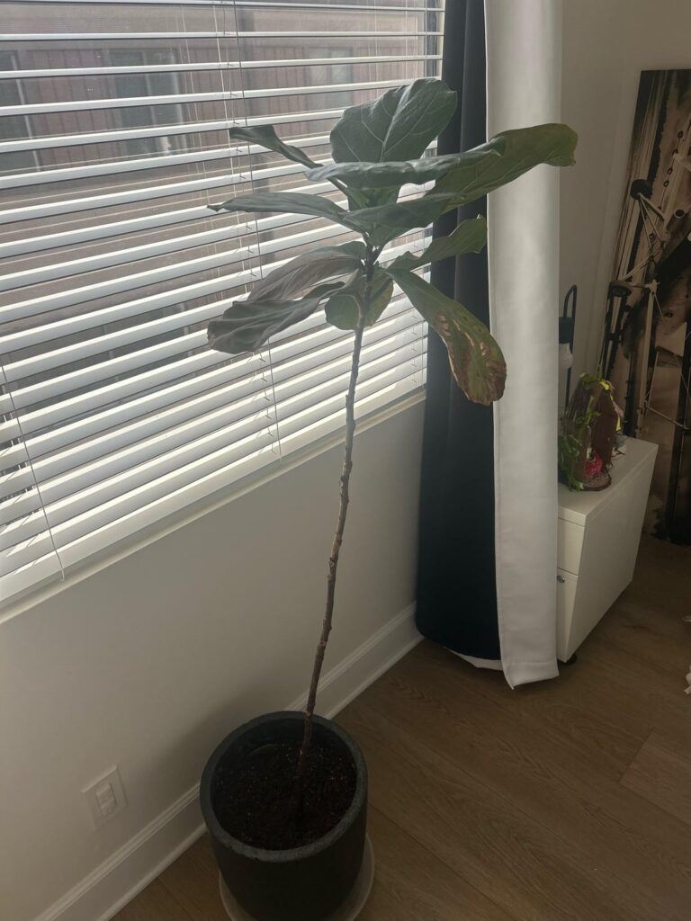My figs turn