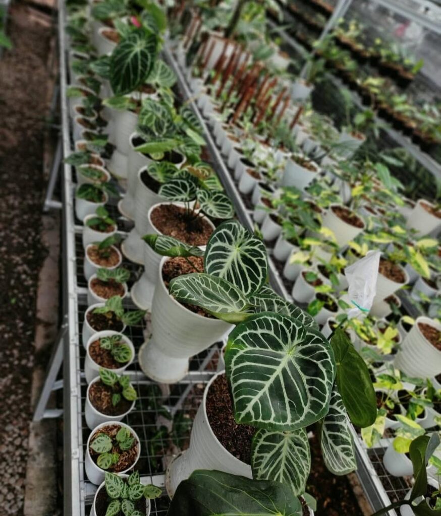 My aroids🌿