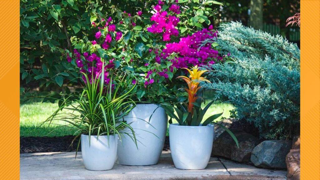 Get Growing: Gardening with tropical plants