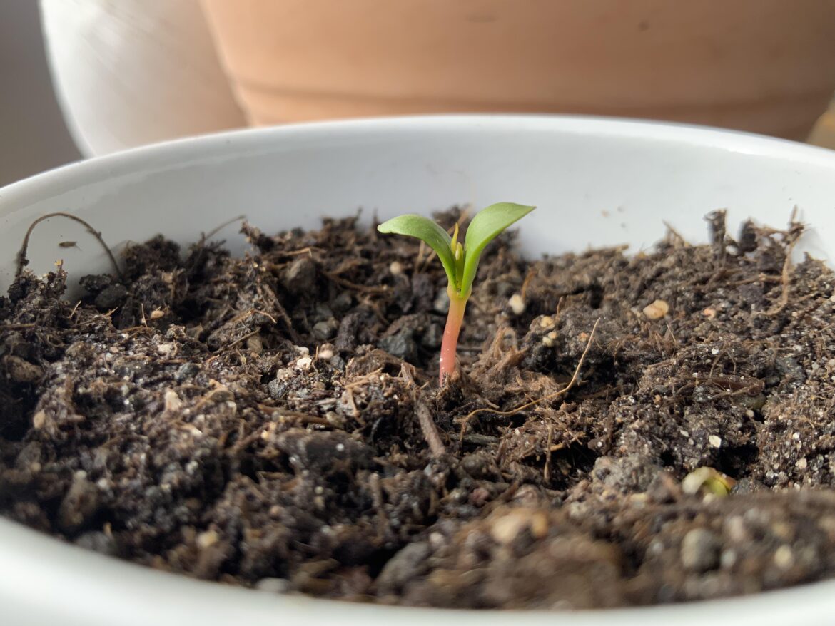 Growing an apple tree from seed, incredible to think that this might be a full tree one day