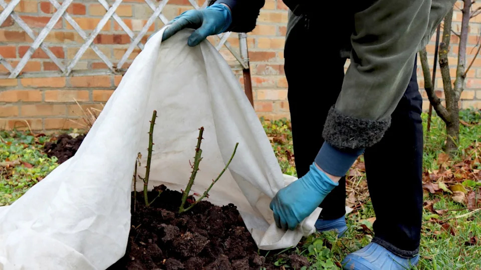 Shelter roses for the winter. Frost protection for garden plants. Autumn garden work. Gloved hands