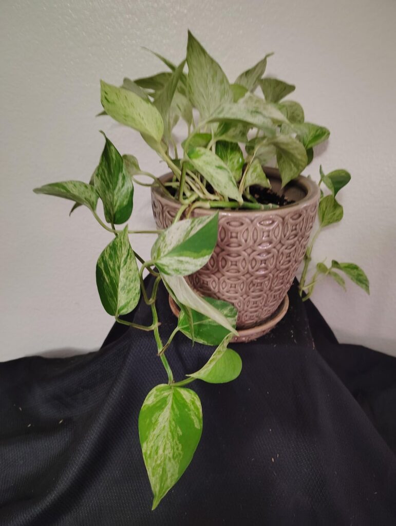 New here.. Just showing my babies..
