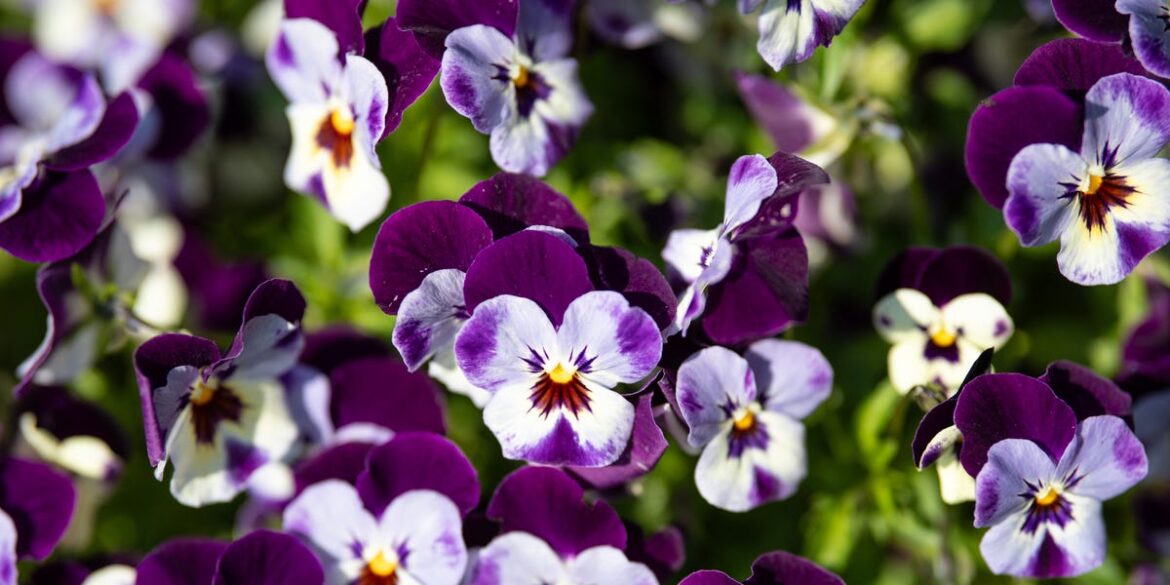 5 Spring Bedding Plants To Deadhead In April For Longer-Lasting Blooms 5 Spring Bedding Plants To Deadhead In April For Longer-Lasting Blooms