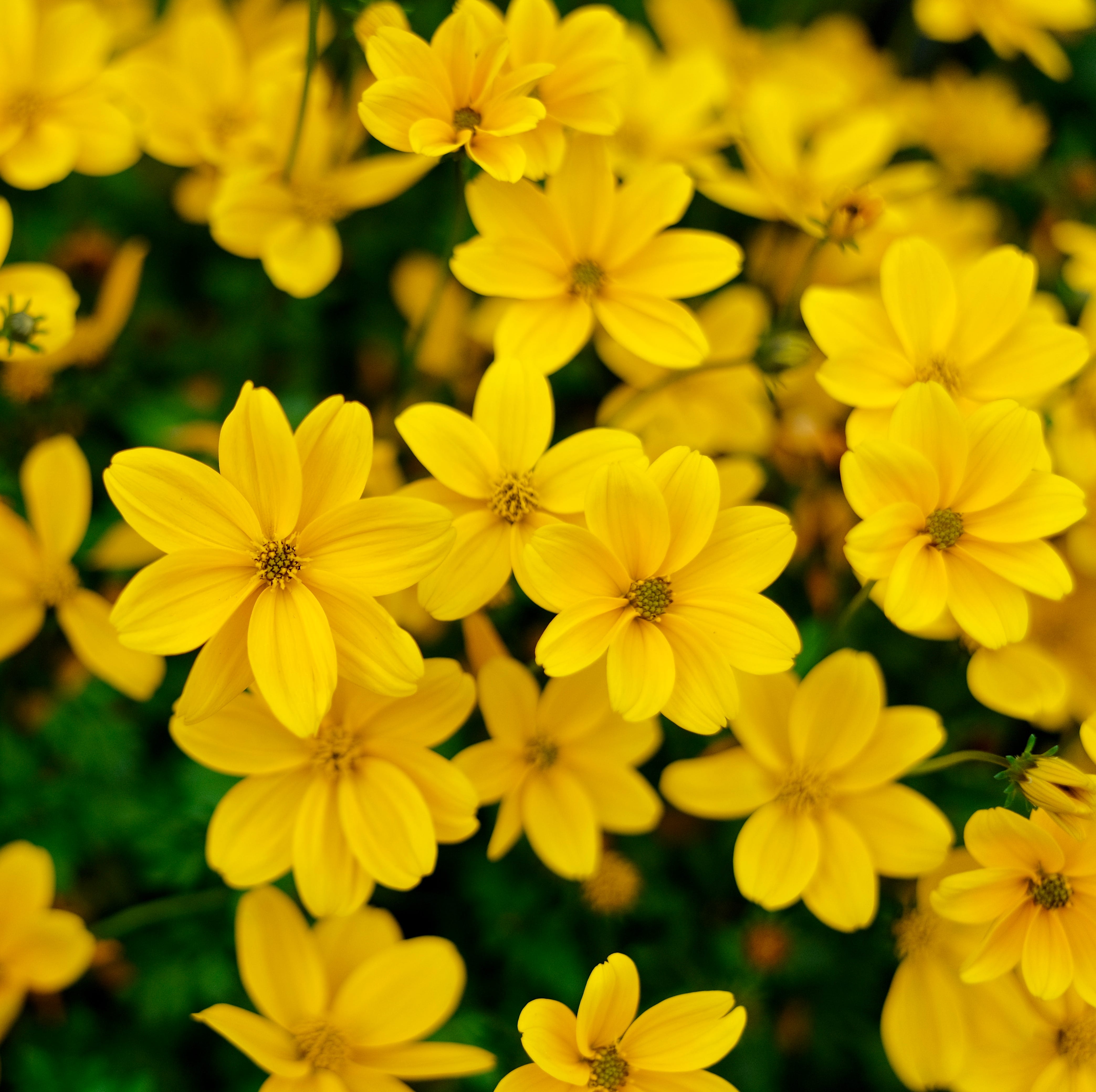 abundant yellow coreopsis meadow in bloom