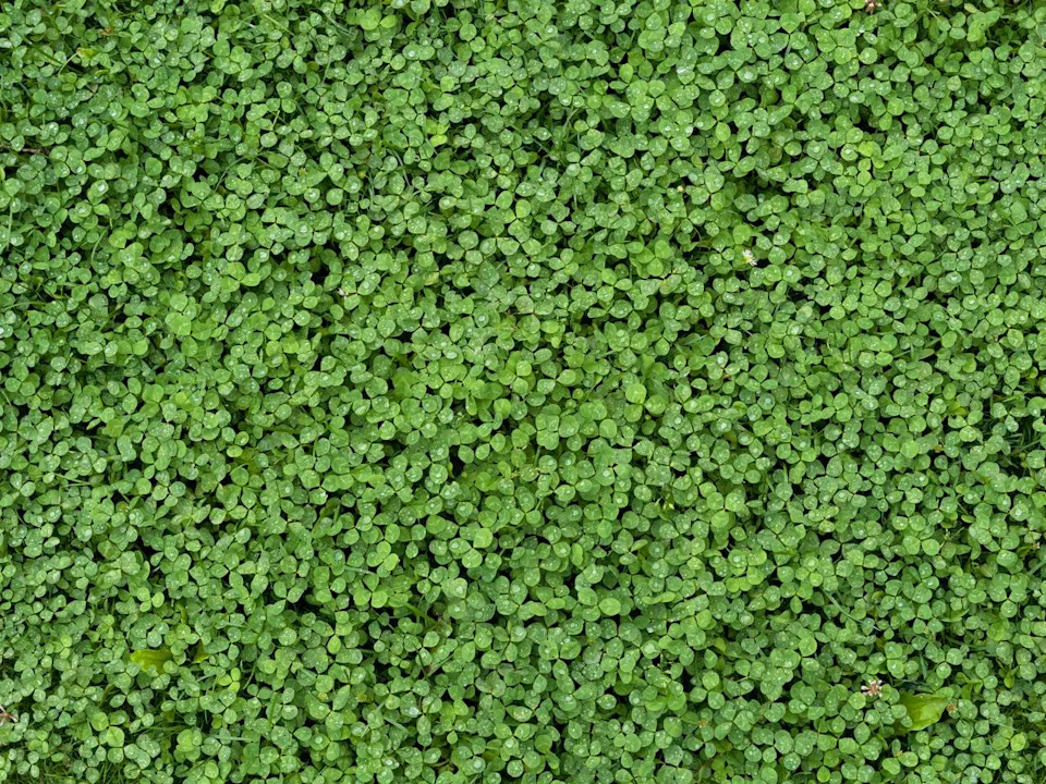 MicrocloverCredit: Rudolf Vlcek/Getty Images
