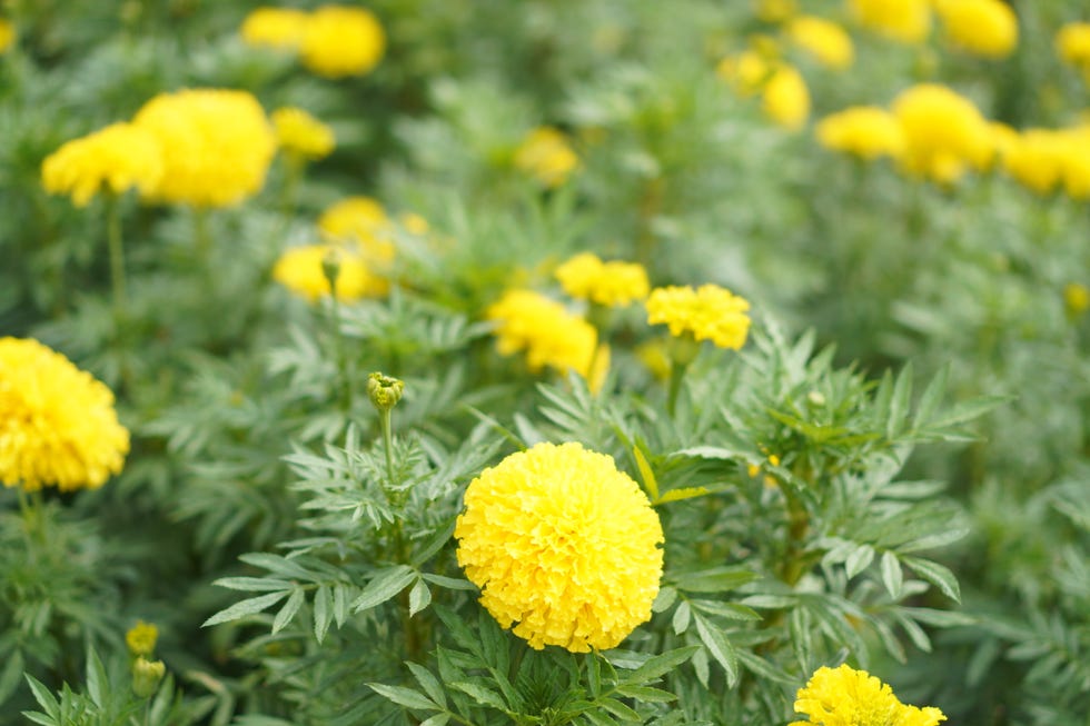 African marigold, American, Aztec, Big marigold Scientific name Tagetes erecta yellow flower blooming in garden nature background african marigold, american, aztec, big marigold scientific name tagetes erecta yellow flower blooming in garden nature background