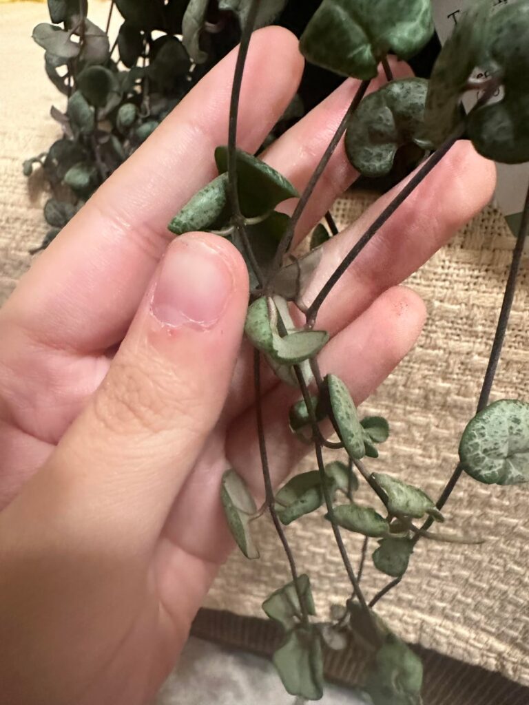 To repot or not to repot To repot or not to repot