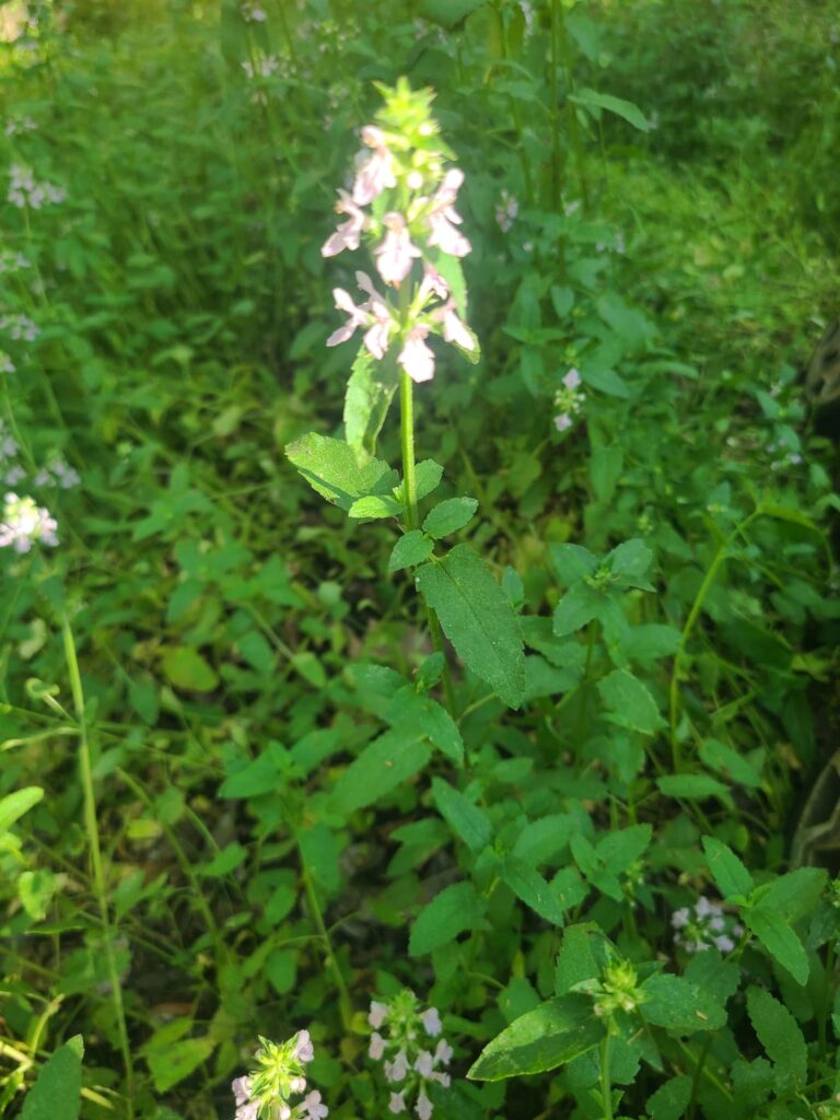Tons of these, all over my yard (Southeast South Carolina)