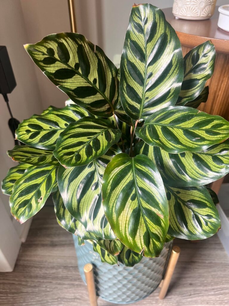 FIVE new leaves!!