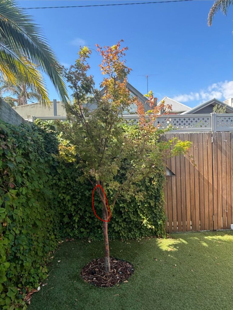 Should I prune this twisting branch? Should I prune this twisting branch?