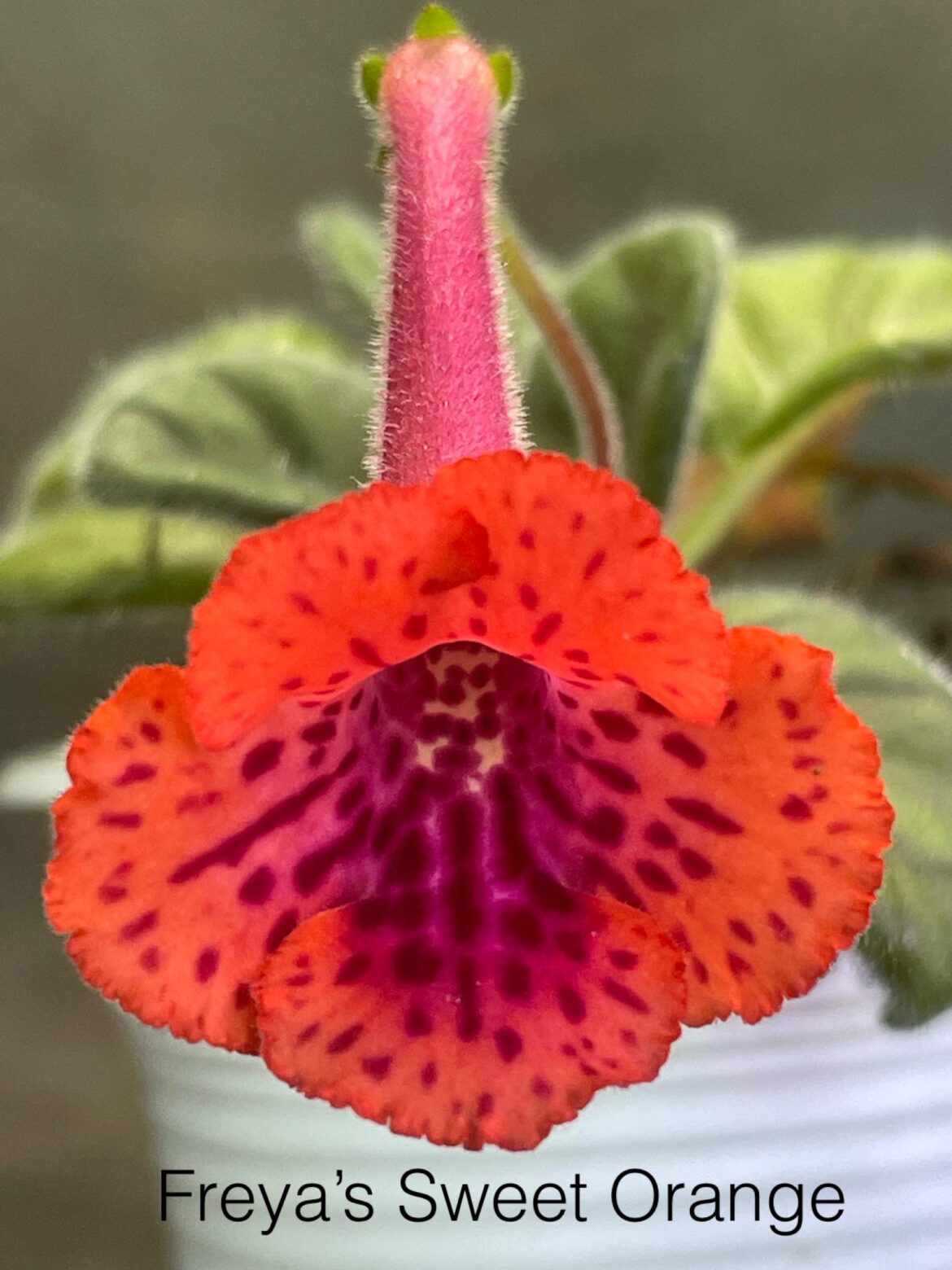 Mini Sinningia Freya’s Sweet Orange
