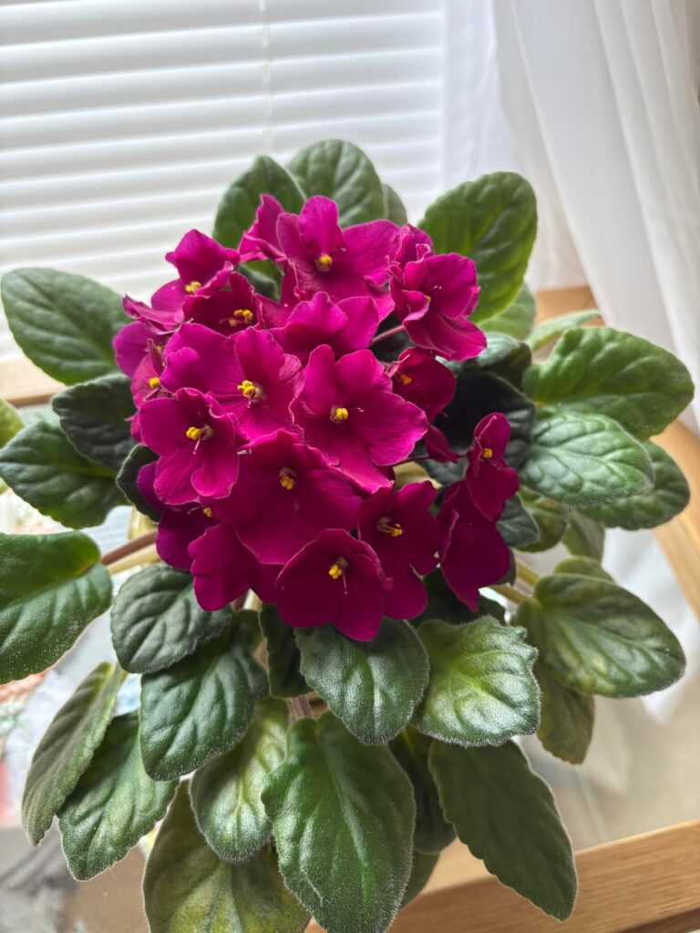 Biggest bloom yet!
