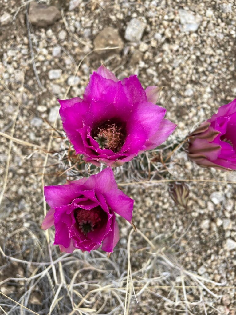 These are pretty rare in my area