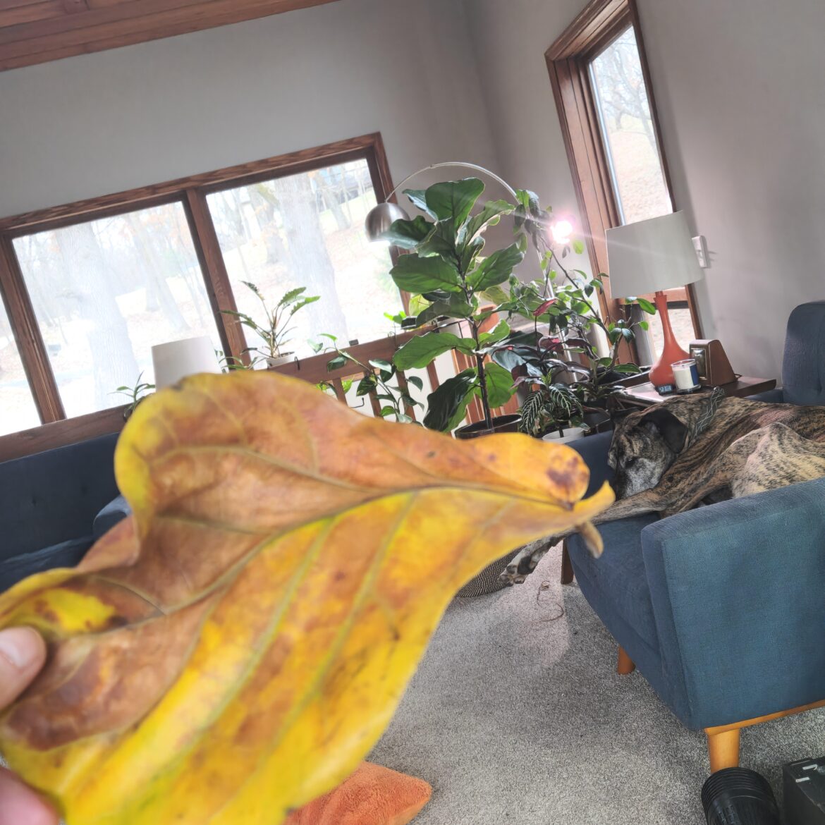Big baby throws leaf at me! Big baby throws leaf at me!