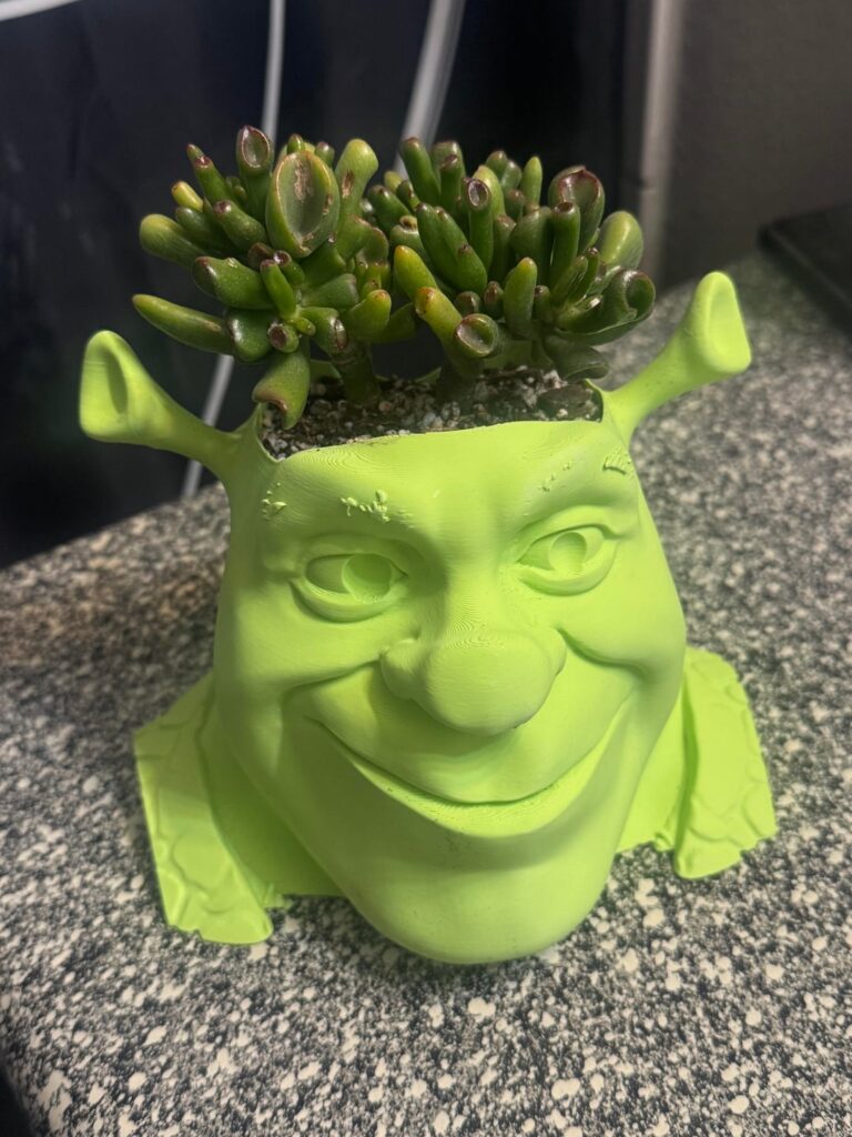 I got the perfect pot for my ogre ear succulent 💚