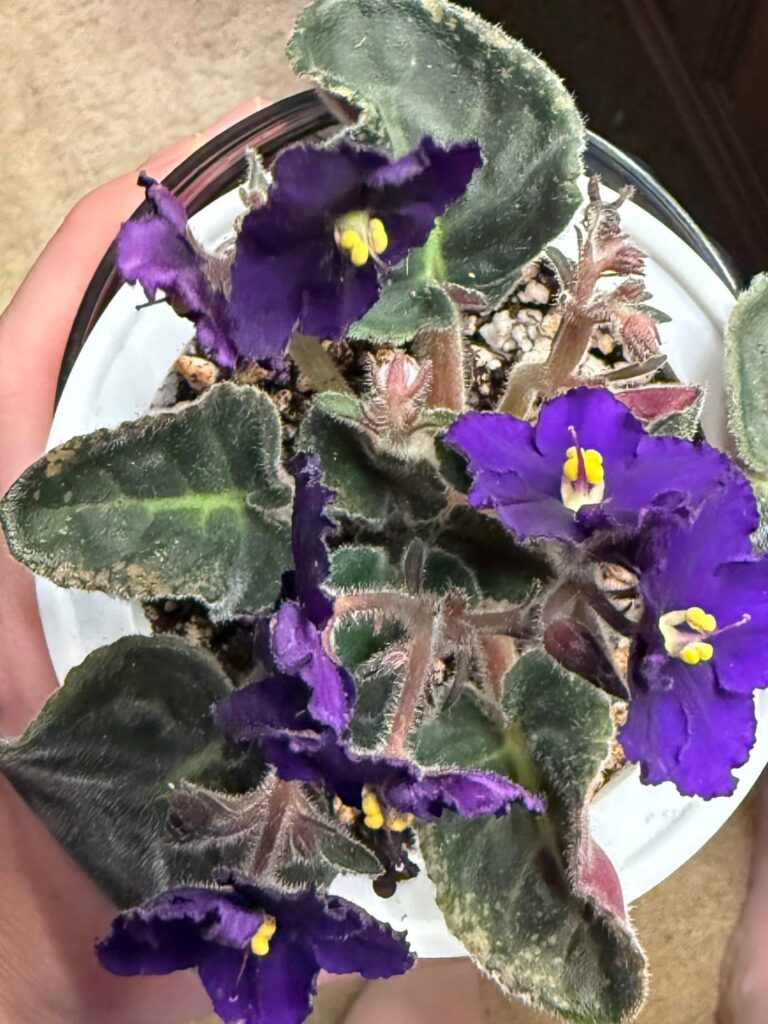 Help with plant