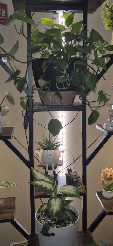Pothos turning white?