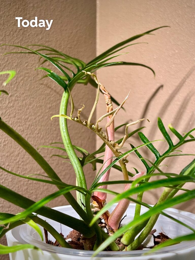 4 day Tortum leaf progression 💚