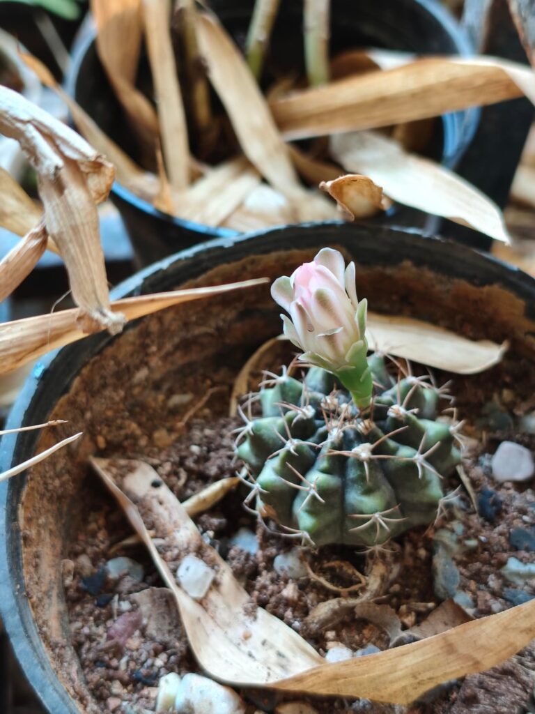 First time I've seen a succulent bloom!