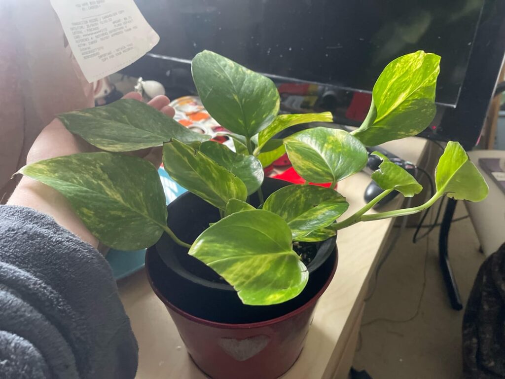 HELP ME PLEASE WHAT IS HAPPENING !!