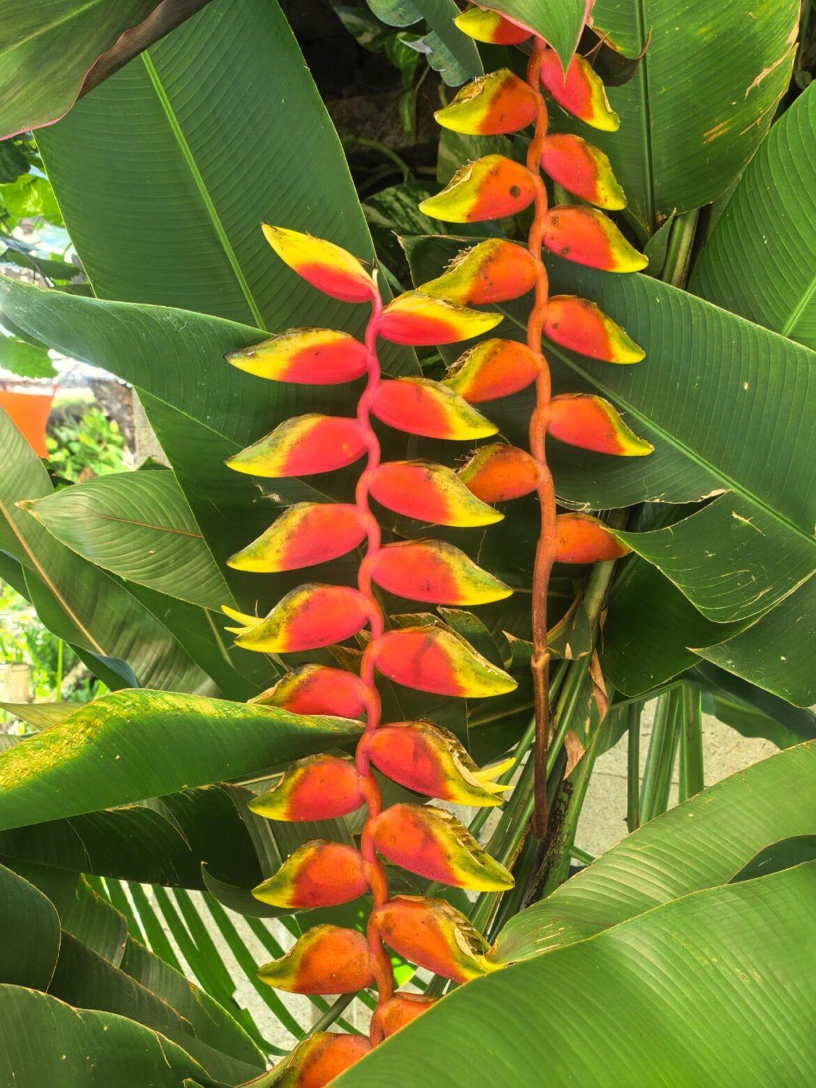 Rostrata Heliconia