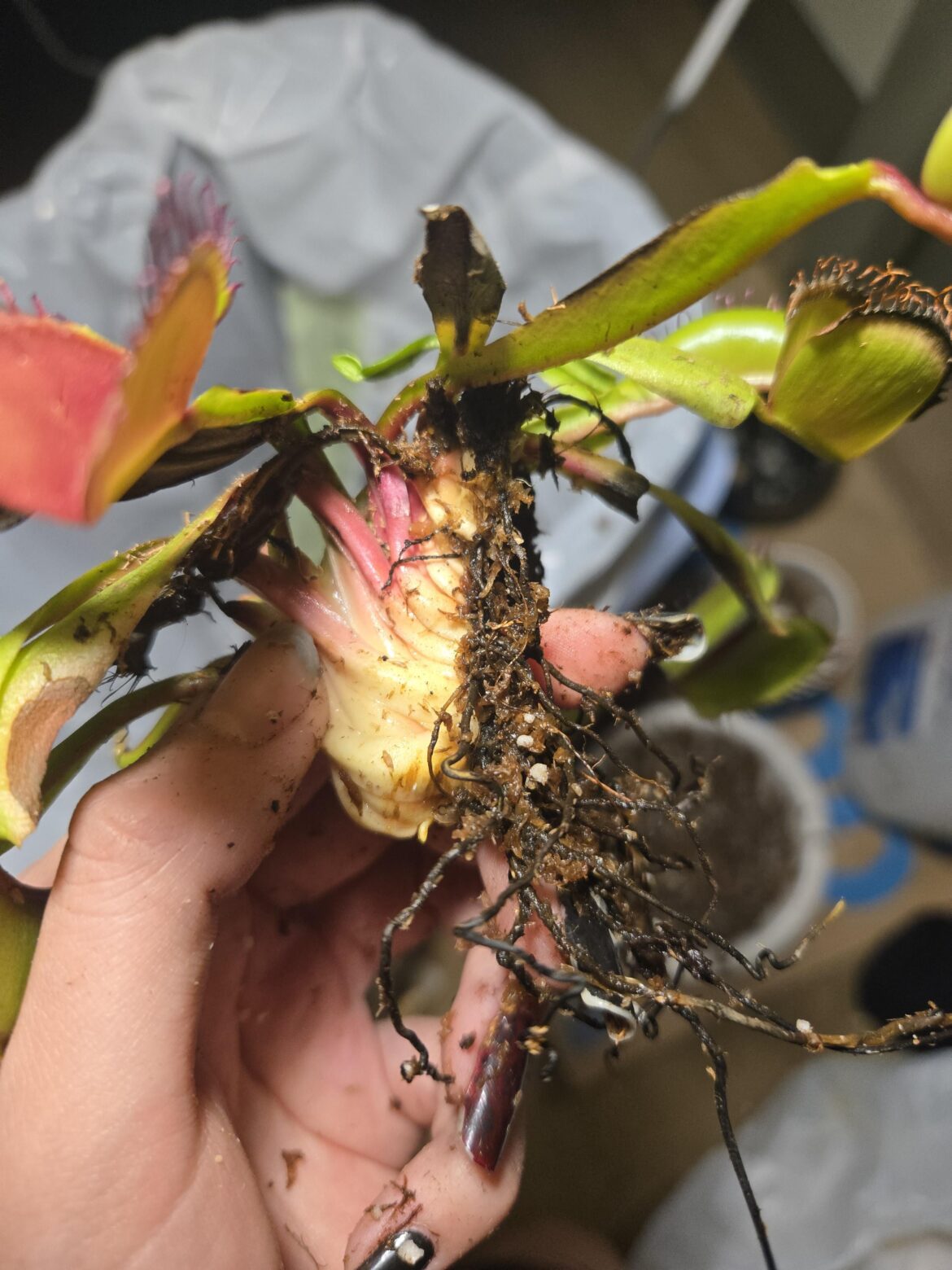 Root rot or okay??? (VFT)