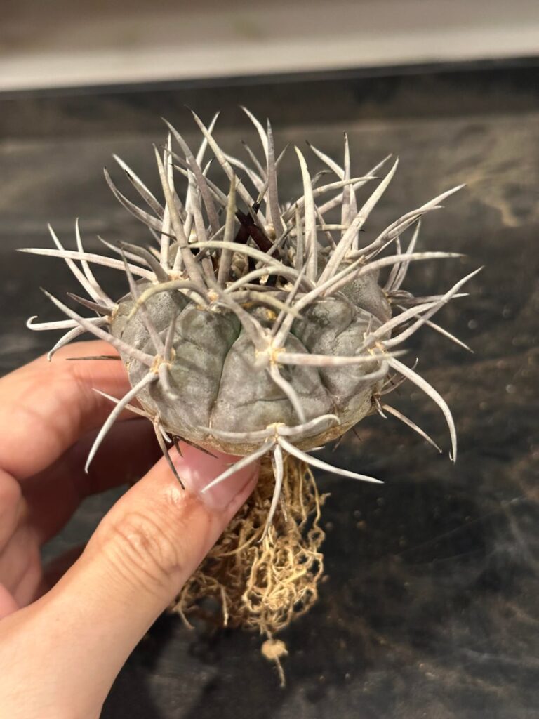 Root check,clean,trim