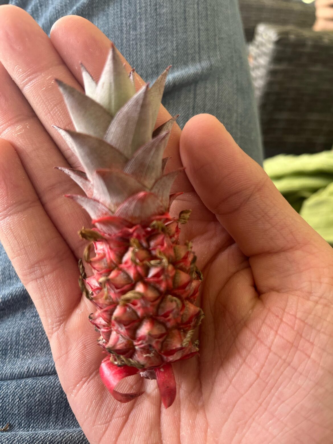Can I make a pineapple plant from this little pineapple that fell off (10a)